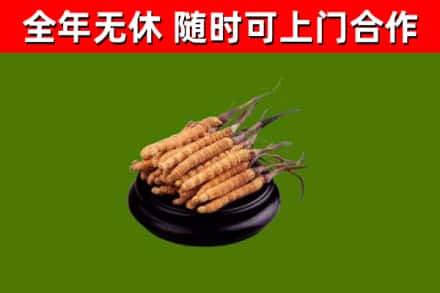 平坝回收冬虫夏草