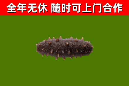 平坝回收海参干